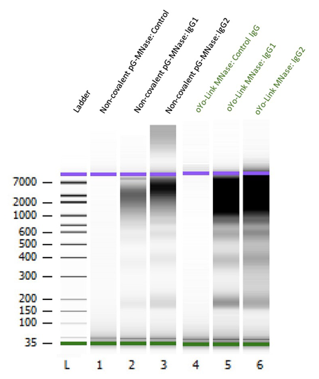 MNase Bioanalyzer Data for CUT&RUN graph