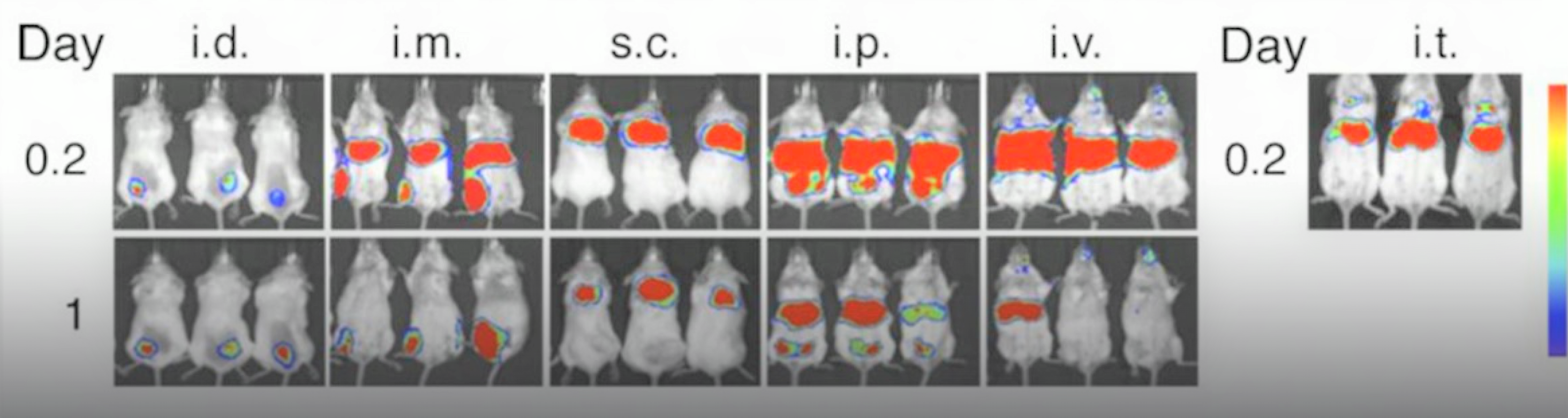 fluorescent mice